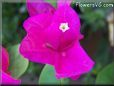 bougainvillea  flower