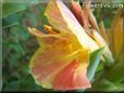 yellow pink canna flower