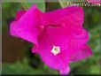 bougainvillea  flower