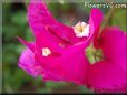 bougainvillea  flower