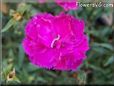 light purple carnation  flower