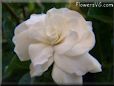 white gardenia flower