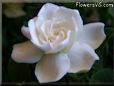 white gardenia flower