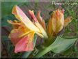 yellow pink canna flower