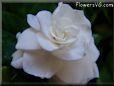 white gardenia flower