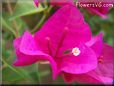 bougainvillea  flower