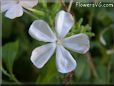 white plumbago flower