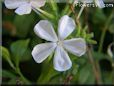 white plumbago flower