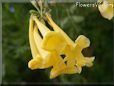 yellow bells trumpet flower