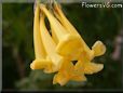 yellow bells trumpet flower
