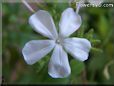 white plumbago flower