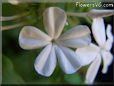 white plumbago flower