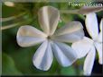 white plumbago flower