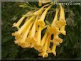 yellow bells trumpet flower