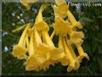yellow bells trumpet flower