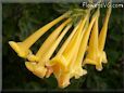 yellow bells trumpet flower