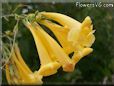 yellow bells trumpet flower