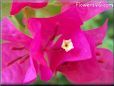 bougainvillea  flower