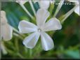 white plumbago flower