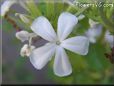 white plumbago flower