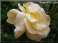 yellow gardenia flower