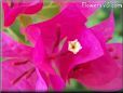 bougainvillea  flower