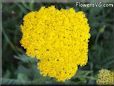 yellow yarrow flower