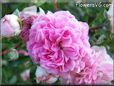 pink peony flower