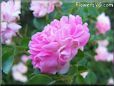 pink peony flower