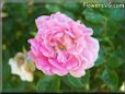 white pink peony flower