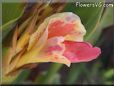 pink white canna flower