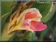 pink white canna flower