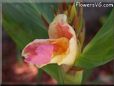 pink white canna flower