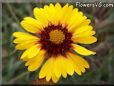 yellow blanket flower