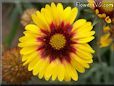 yellow red blanket flower