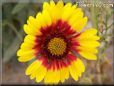 yellow red blanket flower