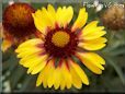 yellow red blanket flower