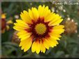 yellow red blanket flower