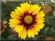 yellow red blanket flower