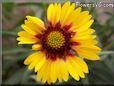 yellow red blanket flower