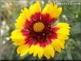 yellow red blanket flower