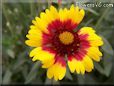yellow red blanket flower