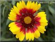 yellow red blanket flower