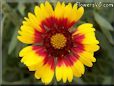 yellow red blanket flower