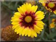 yellow red blanket flower
