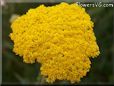 yellow yarrow pictures