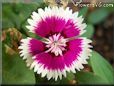 maroon white dianthus flower