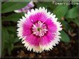 pink white dianthus flower