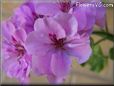 pink geranium flower