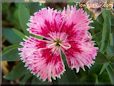 pink dianthus flower